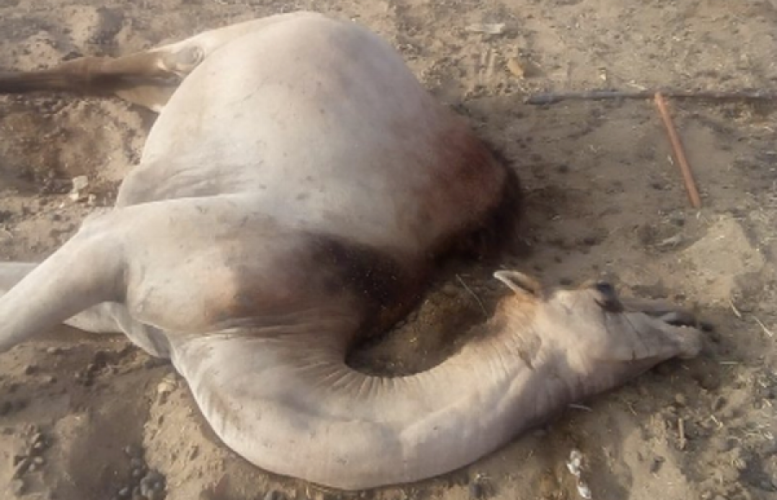 نفوق 5 إبل بسبب “مرض غامض” في جازان.. والطب البيطري يتدخل