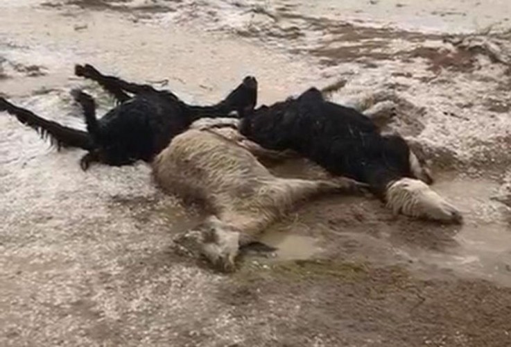 هذا ما فعلته الأمطار والبَرَد في قطيع «أغنام» بالقصيم (فيديو وصور)