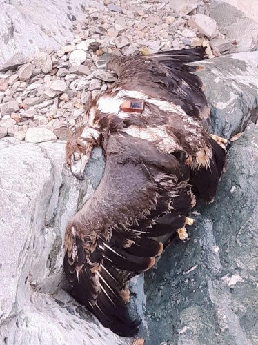 باحث: الطيور تعبر المملكة في هجرتها.. وهذا النسر مات بعد 20 عامًا بالريث