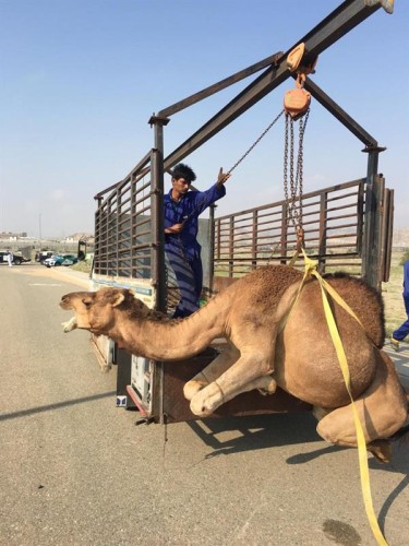 حملة مكثفة لضبط الإبل السائبة في المناطق السكنية بجنوب مكة (صور)
