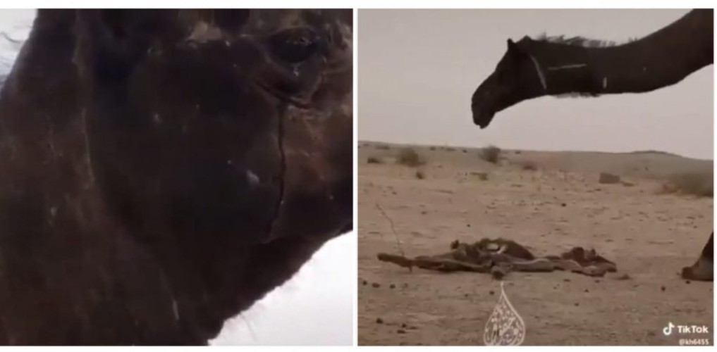 شاهد: ناقة “سوداء” تذرف دموعها حزناً على صغيرها