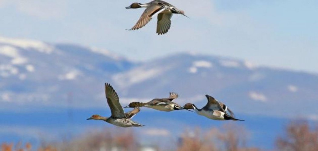 الغرامة 20 ألف ريال.. «الحياة الفطرية» تحظر صيد الطيور بـ 4 مواقع