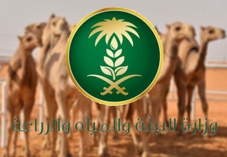 عمليات التجميل للإبل تؤدي إلى فرض غرامة 30 ألف ريال على طبيب بيطري