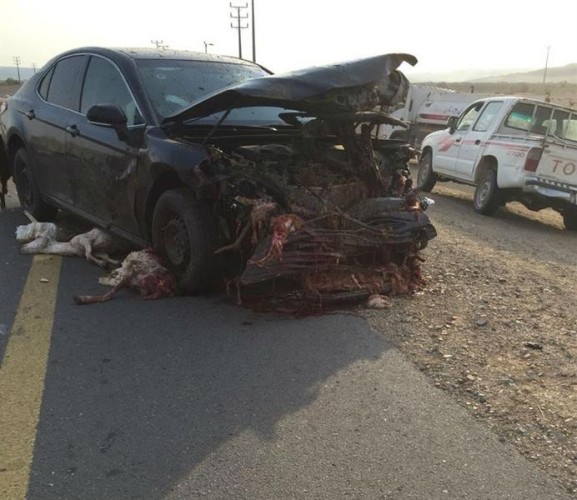 جثـث وأشلاء أغنام متناثرة على طريق سريع بمكة إثر تعرّضها لحادث دهس (فيديو وصور)