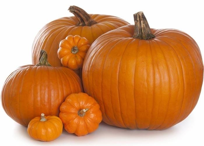 فيديو يزعم أن النوم بجانب “القرع المقشر” يعالج الصرع والشحنات الكهربائية.. و”الغذاء والدواء” ترد