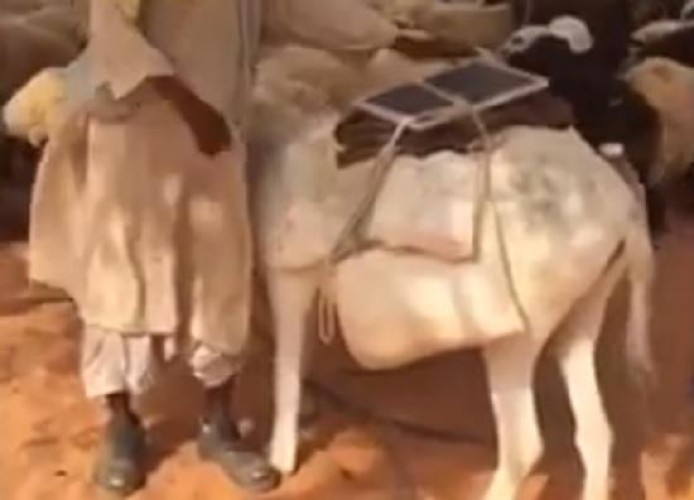 “الحاجة أمّ الاختراع”.. راعي أغنامٍ يستعين بلوح طاقة شمسية على حمار لشحن أجهزته النقالة (فيديو)
