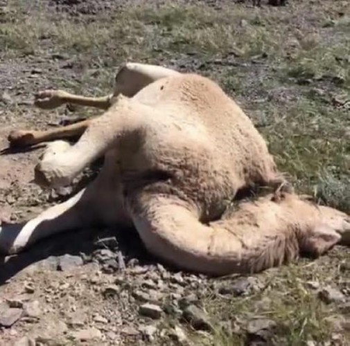 مقتـل مجموعة من الإبل بطلقات نارية في المدينة المنورة.. والجهات المعنية تحقق