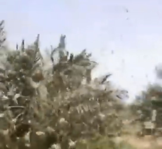 أسراب هائلة من الجراد تلتهم محاصيل شقراء.. ومطالب بتدخل “الزراعة” (فيديو)
