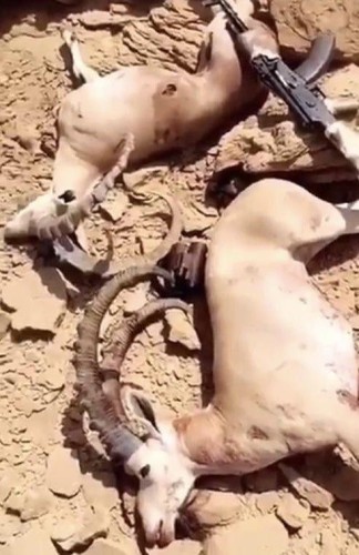 بعد وصف ما حدث بالإبادة الجماعية.. “الحياة الفطرية”: توصلنا لمرتكبي “الصيد الجائر” بمحمية الوعول