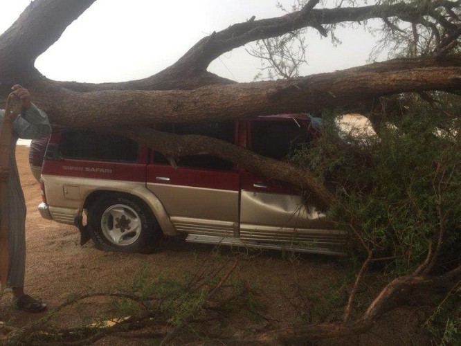 نجاة مواطن من موت محقق بعدما وقعت على مركبته شجرة عملاقة بالقصيم (فيديو وصور)