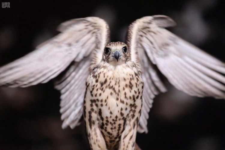 معرض الصقور والصيد السعودي يجذب 170 ألف زائر في نسخته الأولى (صور)