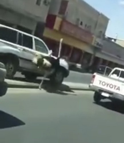 بالفيديو.. ذعر ومرح على طريق رئيسي بحائل بسبب “نعامة”