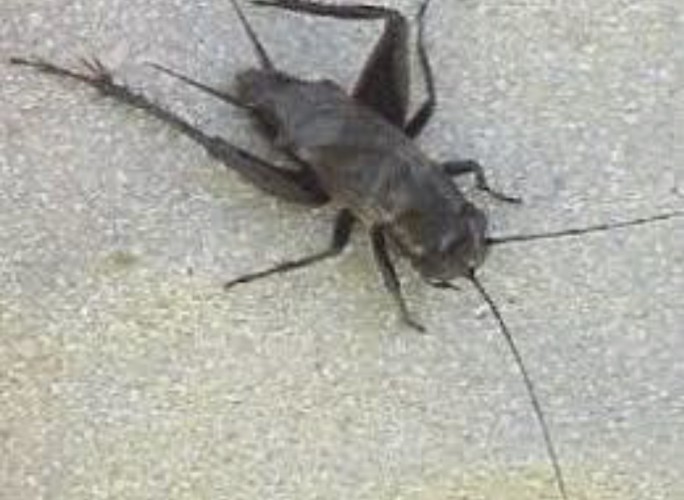 “أمانة جدة” توضح حقيقة ما يتم تداوله حول انتقال حشرة “صرار الليل” من مكة إلى جدة