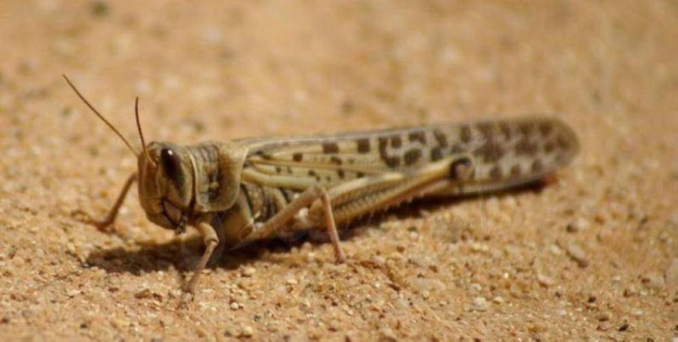 “البيئة” تكافح أسراب الجراد الصحراوي على مساحة 960 هكتاراً في محافظتي الأفلاج والسليل