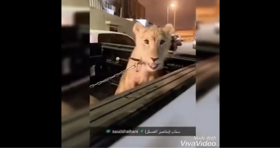 شاهد.. القبض على أخطر مروجي المخدرات وبحوزته أسد و11 كلباً بوليسياً بالرياض