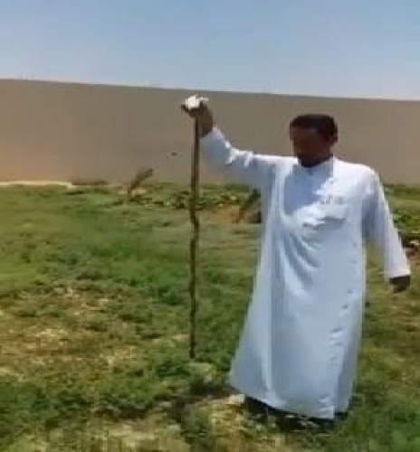شاهد.. مواطن يقتل أفعى في مزرعته بالدلم.. ويحذر من انتشارها مع ارتفاع الحرارة