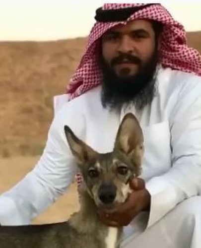 بالفيديو.. مواطن يعالج ذئبا مصابا لأكثر من 3 شهور ويطلق سراحه بعد تماثله للشفاء