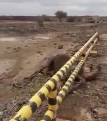 نفوق عدد من الإبل جرفتها السيول في المدينة (فيديو)