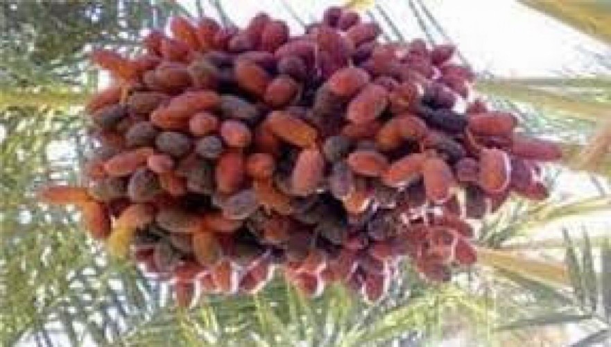 «حلوة الجوف» تصل السوق وتتصدر الأكثر طلباً