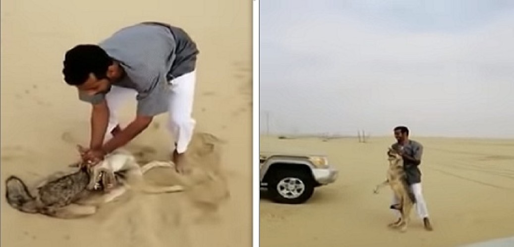 شاهد.. مواطن يلقي القبض على ذئب التهم اثنين من خرافه بالليث