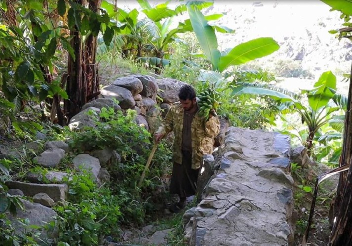 شاهد.. وادي الغيل بالمجاردة تحفة زراعية غنية بالموز والأجواء الخلابة