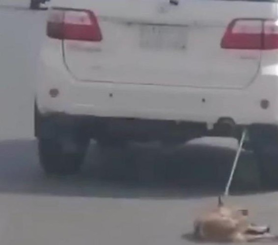 شرطة جازان تطيح بمواطن تعمد تَعذيب كلب بربطه بسيارته وجره في الشارع