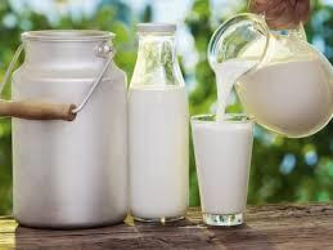 “الغذاء والدواء” تحذر: 7 أمراض خطيرة قد تصيبك إذا تناولت الحليب الخام