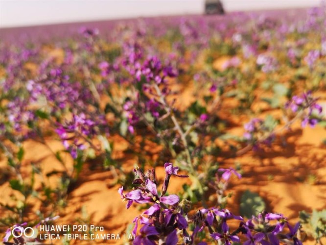 “زهور “الخزامى” تحول الصحراء للون البنفسجي في رفحاء