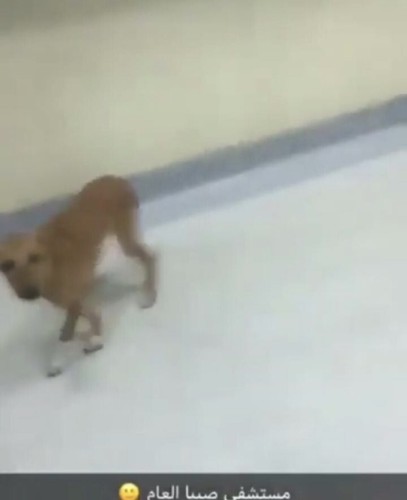 كلب ضال في مستشفى صبيا بجازان والصحة ترد