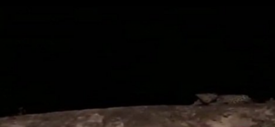 حقيقة العثور على «نمر عربي» بجبال الجعرانة في مكة