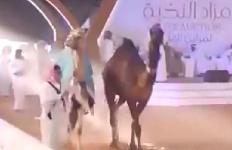 شاهد.. ناقة بيعت بـ600 ألف وأخرى سيمت بـ2.6 مليون ريال في مزاد بمهرجان الملك عبد العزيز للإبل