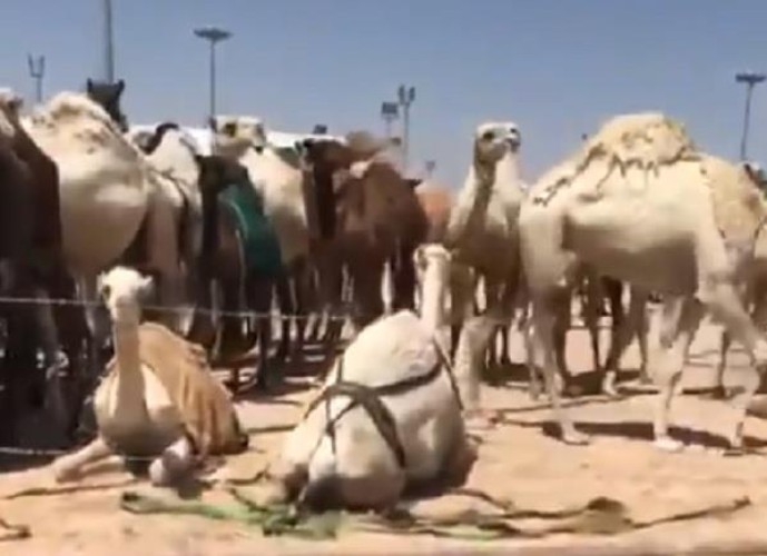 “الجمارك” ترد على ما أثير حول احتجاز “إبل” والتسبب في موت بعضها بسبب الجوع والعطش