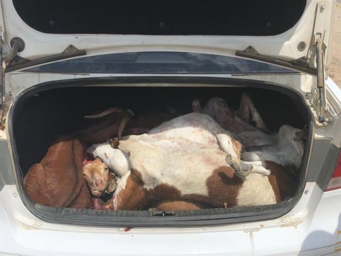 5 نقاط تفتيش على مدار الساعة لمنع تهريب لحوم الأضاحي إلى جدة