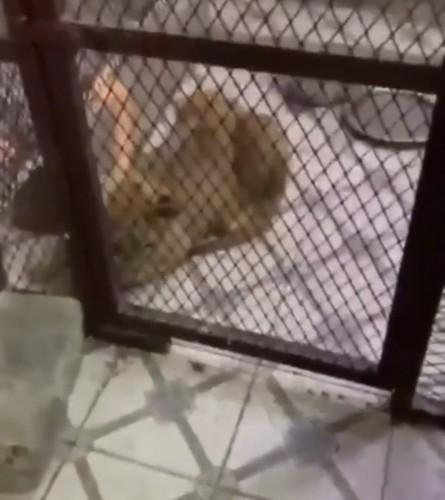 شاهد.. لحظة هروب مروج مخدرات بالرياض والعثور على أسد يقاوم به رجال الأمن