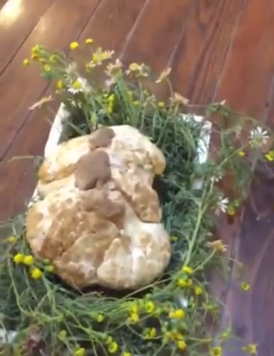 بالفيديو.. تاجر كويتي يعرض حبة فقع وزنها كيلو ونصف جلبها من السعودية