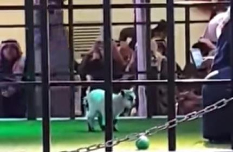 بالفيديو.. بيع “جفرة” بـ 12 ألف ريال في مزاد علني ببريدة