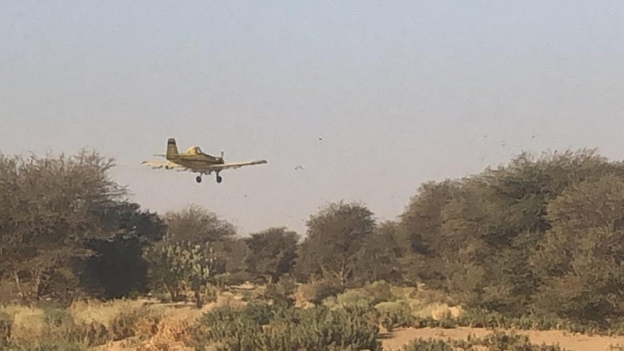 “البيئة” مسح ١٨٠٠ هكتار في الأفلاج والسليل لمكافحة الجراد