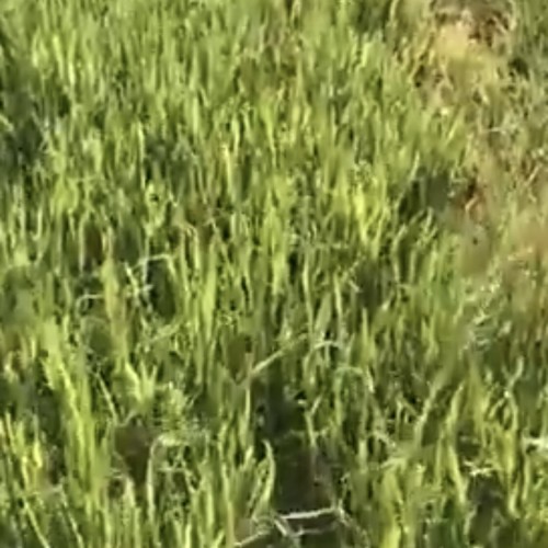 فيديو.. أسراب من الجراد تهاجم محاصيل في حائل.. ومناشدات للزراعة بالتدخل