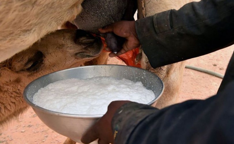 أخصائي تغذية: حليب الإبل يعالج هذه الأمراض