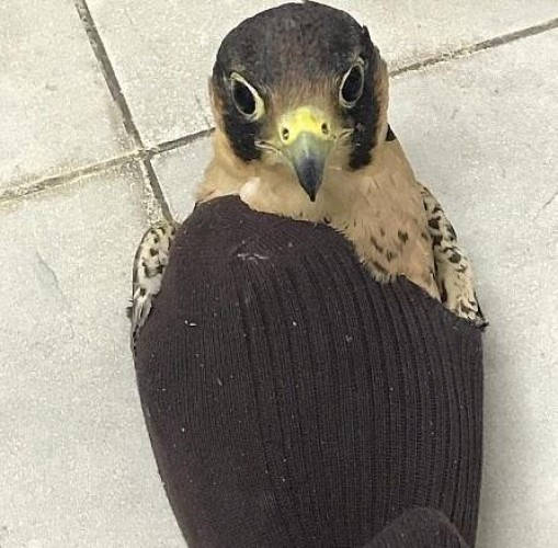 “الجمارك” تحبط تهريب 3 “صقور” إلى المملكة (صور)