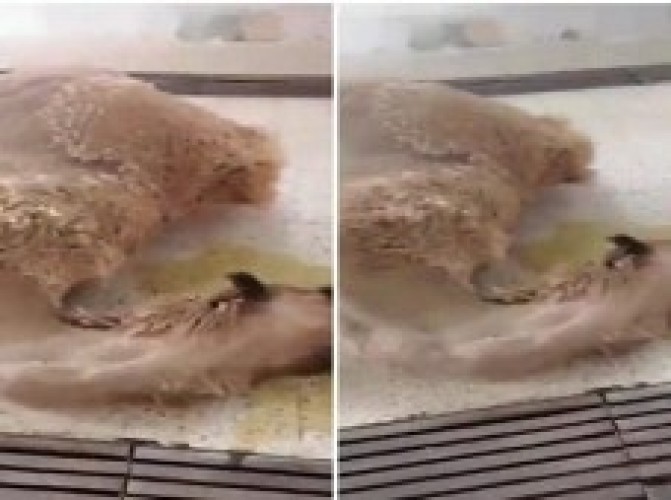 فيديو صادم.. جمعية خيرية تحضر ناقة ميتة إلى مسلخ القويعية لذبحها