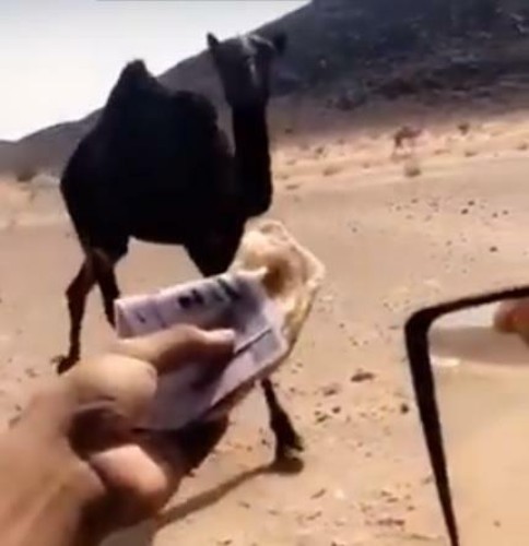الجهات المختصة تحقق في مقطع فيديو إطعام أحد الأشخاص ناقته مئات الريالات