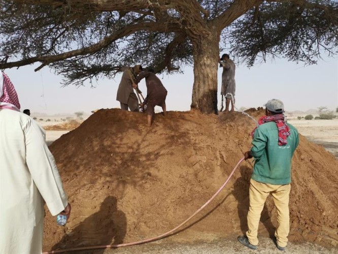 بالصور.. بلدية القويعية تعالج “الشجرة المشتعلة”