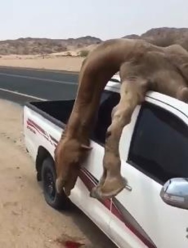 فيديو.. نجاة قائد مركبة بعد اصطدامه بجمل سائب واستقراره داخلها