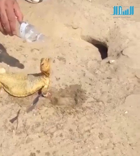 شاب يجد “ضباً” أعياه العطش في الصحراء.. هذا ما فعله به (فيديو)