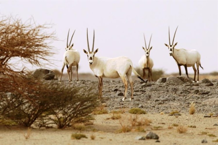 تحذير من “النيابة العامة” حول المناطق المحمية .. وبيان بالعقوبات المفروضة على المخالفين