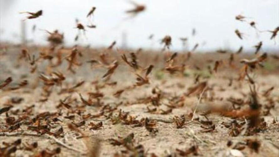فيديو.. أسراب من الجراد الصحراوي تجتاح مدينة بريدة