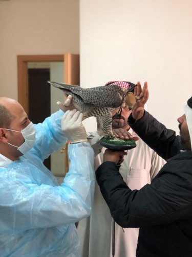 زراعة الاحساء فحص الصقور المشاركة بمهرجان الملك عبدالعزيز للصقور