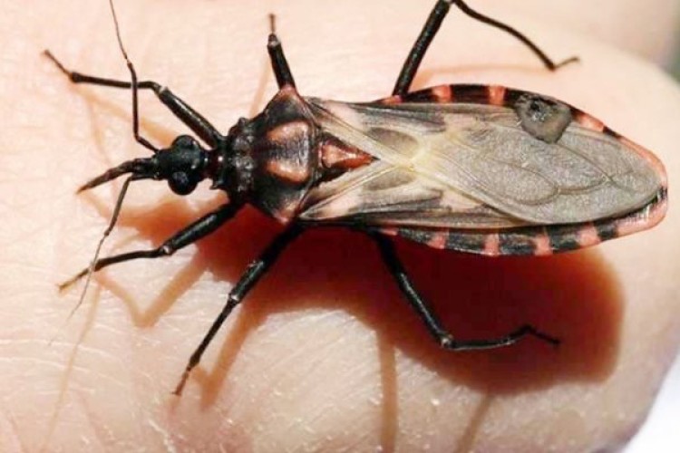 حشرة تعيش على “التقبيل” ولدغتها تصيب بأمراض القلب