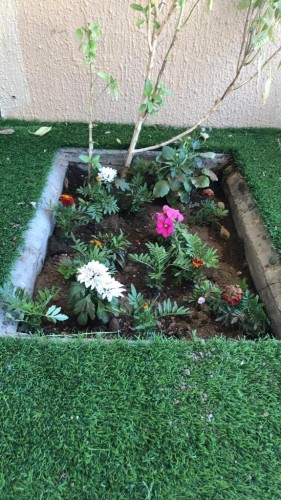 أمانة عسير تخلص الثانوية الرابعة بالخميس من “القوارض” وتعيد تشجيرها